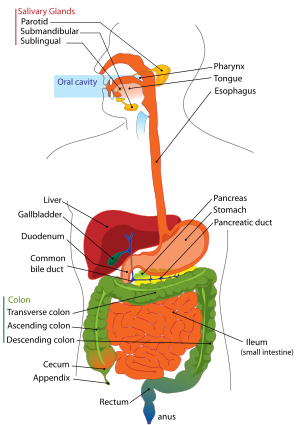 digestive system diagram to label. human digestive system diagram