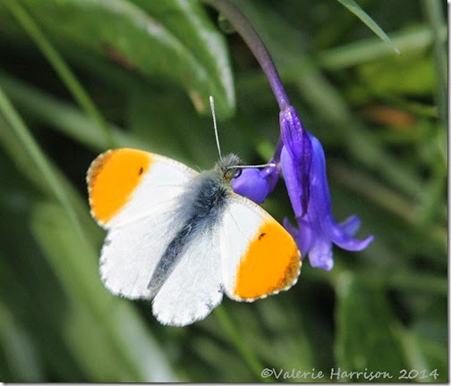 10-Orange-tip