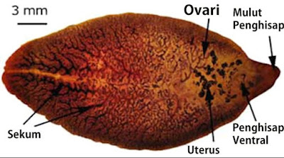 Trematoda (cacing hisap