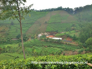 KEBUN TEH CIPASUNG MAJALENGKA