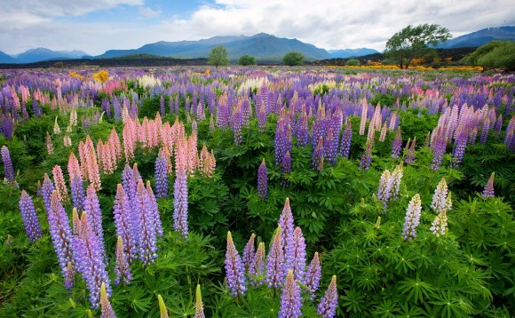 Podem ser de diversas cores, desde o branco ou o rosa até cores mais vivas como a violeta ou o azul. O lupino começa a florescer no início do verão. Precisa de bastante sol, e não resiste aos ventos.