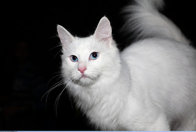ciri ciri kucing anggora asli