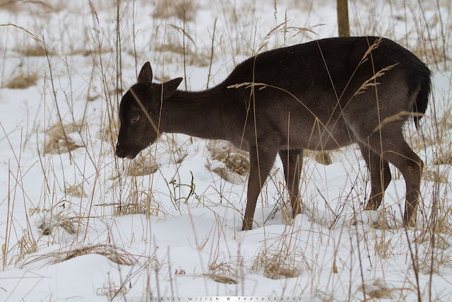 Zwart Damhert in de sneeuw - Black Fallow Deer in the snow - Dama dama
