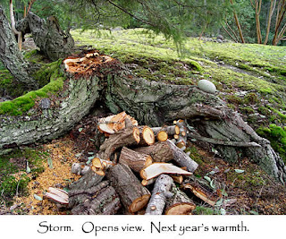 Storm damaged tree on our property, photo by Robin Atkins