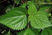 Tragia involucrata