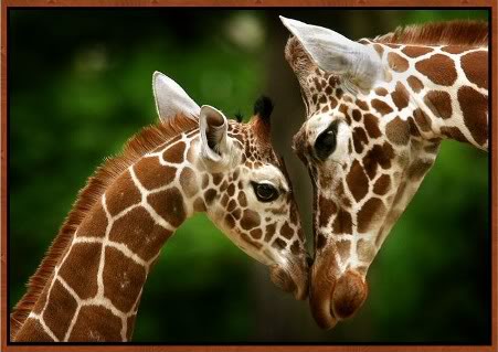 MotherAndBabyGiraffe1 cute newborn baby giraffe pictures 