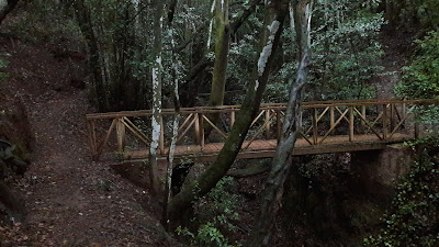 GR-131 - TRAMO 3 LA ESPERANZA (EL ROSARIO) AL ÁREA RECREATIVA DE LA CALDERA (AGUAMANSA - LA OROTAVA), sendero en el Bosque del Adelantado y puente de madera