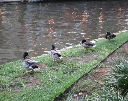 river walk san antonio (1)