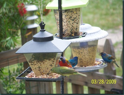 birds 3.27.09 039