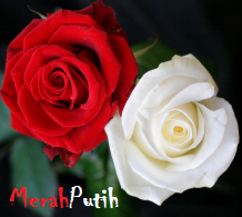  Bunga Mawar Merah Red Rose Photos Alam Mentari