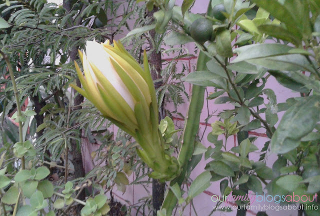 dragon fruit, gardening, home, home and living, how to grow dragon fruit in pots, tips on growing dragon fruit, pitaya, dragon fruit flower