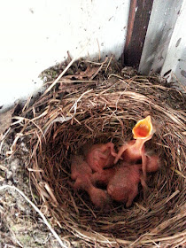 Blackbird chicks mladi kosi še zadnji