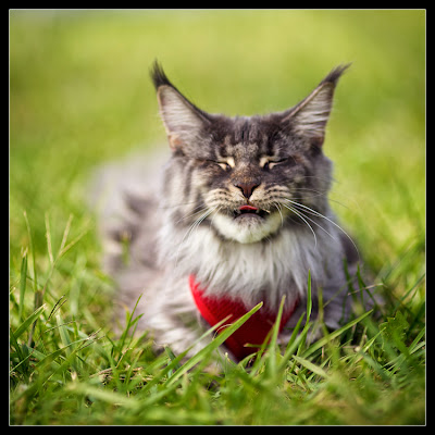 Shiva, the maine coon kitten