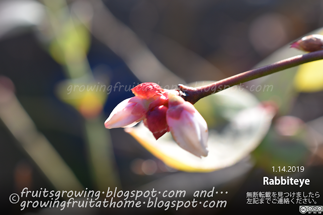 ブルーベリーの早期開花 Blueberry Rabbiteye Eary Flowering