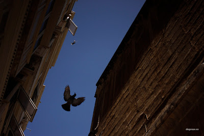 dfhoto publica tus partituras  Paloma volando en una calle de Valleta en Malta, Feliz Año 2013 desde dfhoto