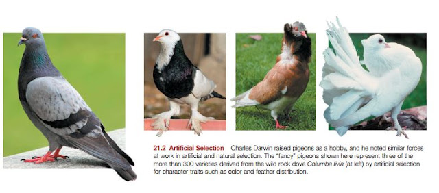Charles Darwin raised pigeons as a hobby, and he noted similar forces at work in artificial and natural selection. The “fancy” pigeons shown here represent three of the more than 300 varieties derived from the wild rock dove Columba livia (at left) by artificial selection for character traits such as color and feather distribution.