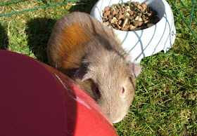 Guinea piglet mowing the grass