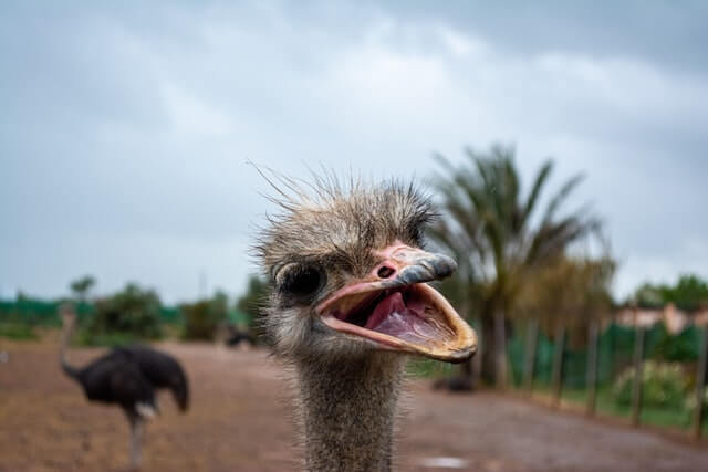 Foto de um animal rindo