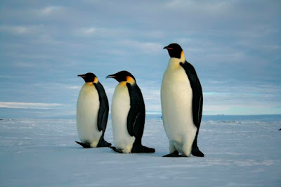 Wah, Ternyata Di Benua Antartika Ada Hewan! Berikut Daftarnya