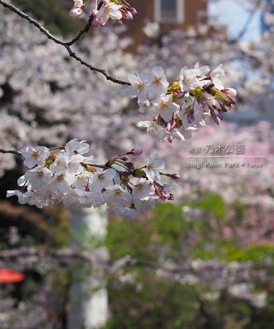 乃木神社＆乃木公園の桜