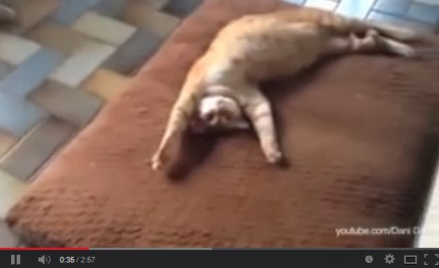 http://www.funmag.org/video-mag/funny-videos/cat-stealing-dog-beds-funny-video/