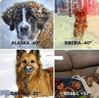 Descrição de quatro fotos de cães dispostas em duas linhas e duas colunas. Da esquerda para a direita e de cima para baixo: L1: Um cão da raça São Bernardo com a cara cheia de flocos de neve. Legenda: Alaska menos sessenta graus. Um cão da raça Husky sentado sobre a neve. Legenda: Siberia menos quarenta graus. L2: Um cão da raça Duck tolling retriever deitado sobre a neve com o focinho esbranquiçado e respingos de neve  na cara e peitoral. Legenda: Canadá menos vinte graus. Um cãozinho vira-lata deitadinho com os olhos fechados, em um confortável sofá, sobre um pelego branco e coberto por uma manta com estampa de um cowboy com um cãozinho. Legenda: Brasil dezessete graus.