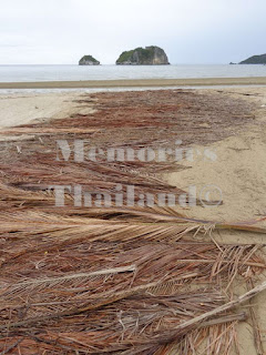 Many dried leaves on beach of Pak Nam Pran Buri to drive your car over the beach
