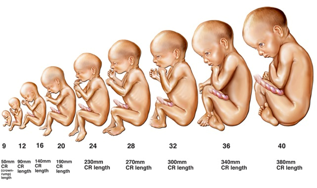 How does a baby develop? | Fine Fitness