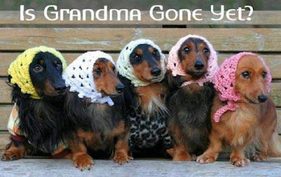 Doxies with crocheted scarves asking "Is Grandma Gone Yet?"