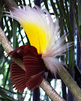 Picture Bird Of Paradise