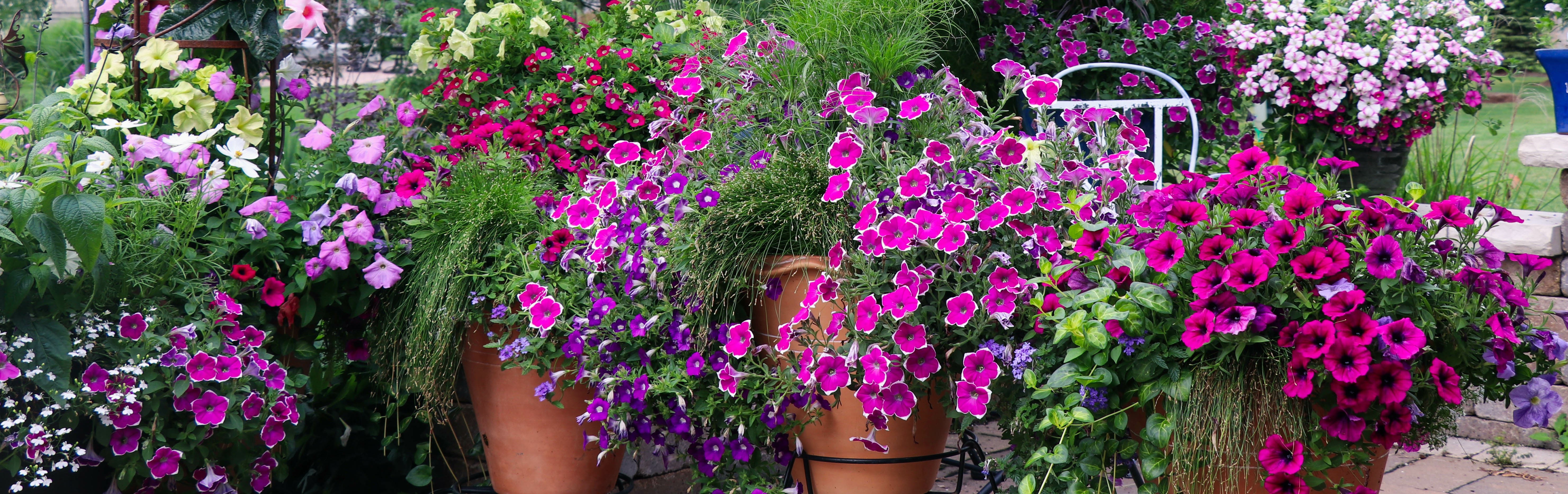 Petunias Greenhouse Grown