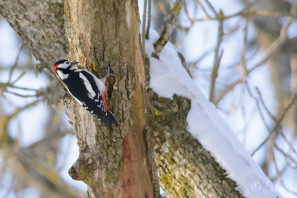 Suur-Kirjurähn, Dendrocopos major, Great Spotted Woodpecker, Greater Pied, rähn, Picoides