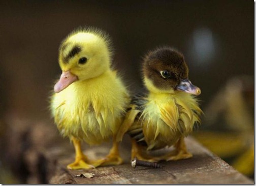 these_funny_animals_1003_640_04