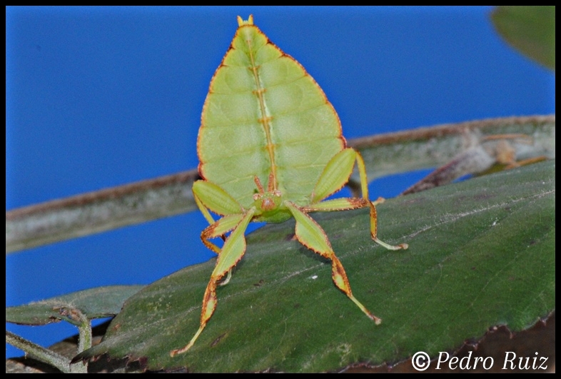 Ninfa macho L4 de Phyllium philippinicum, 2,9 cm de longitud