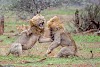 Battle of Supremecy!!! An Angry lion gives rival a serious beating after he's interrupted during sex