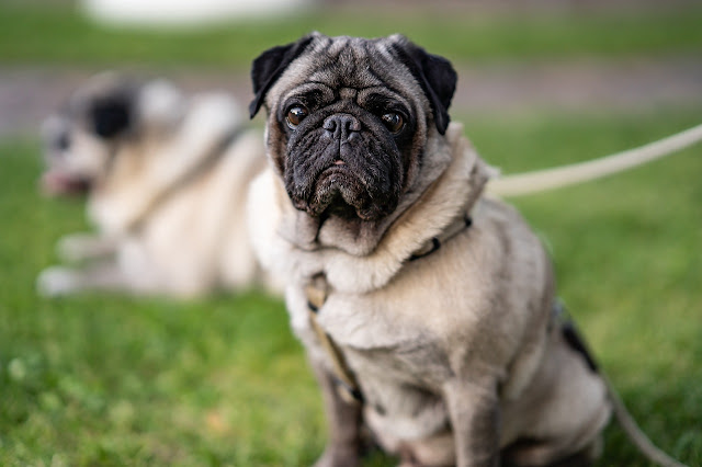 Can Dogs Eat Cilantro? Is Cilantro Safe for Dogs?