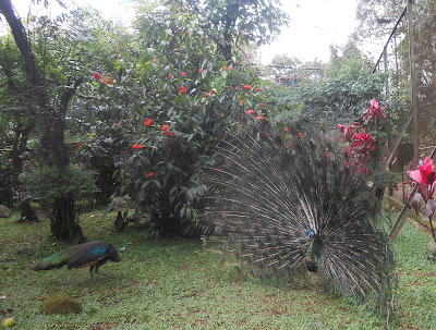 Pavo cristatus (Merak biru atau Merak india) sedang mengembangkan sayap