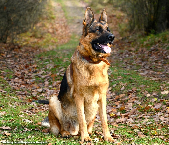 German Shepherd