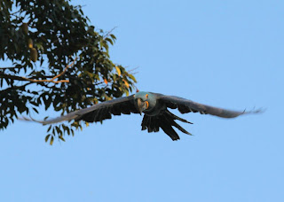 flying Hyacinth Macaws