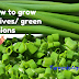 How to Grow Chives