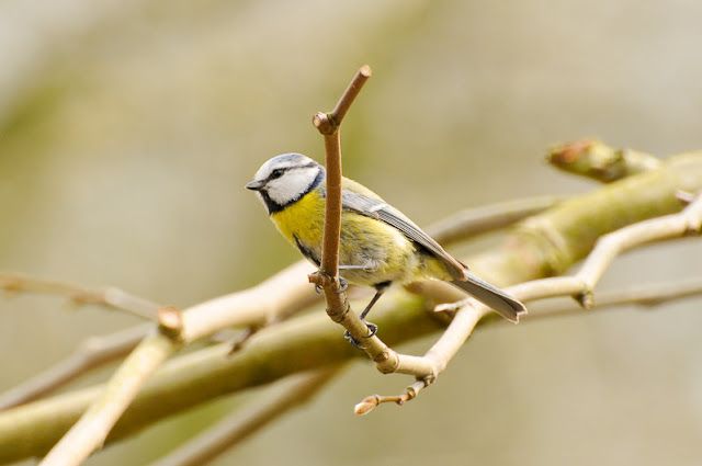 yellow bird
