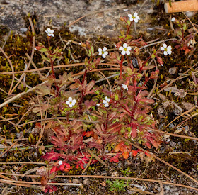 Rue-leaved Saxifrage, Saxifraga tridactylites.  West Common Road, Hayes, 13 April 2016.