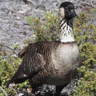 Nene (Hawai'ian Goose)