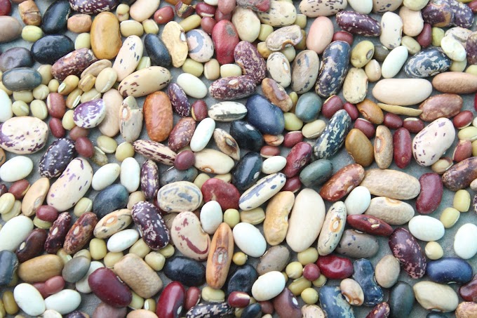 Uttrakhandi rajma|Pahadi Rajma| उत्तराखंडी पहाड़ी राजमा