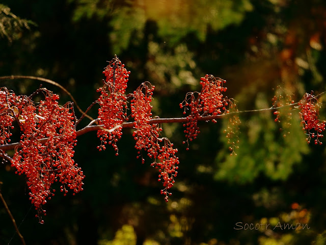 Idesia polycarpa