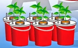 cara menanam cabe hidroponik