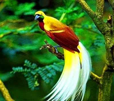 Pictures Of Pretty Birds