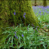 Forest Frolic: Bluebell Season