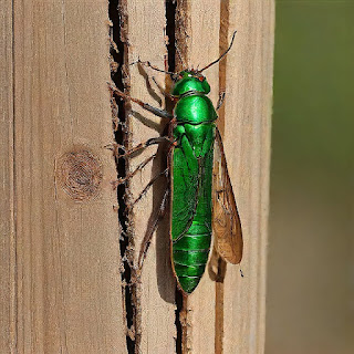 Menjaga Pohon Ash dari Serangan Emerald Ash Borer dengan Pengendalian Tepat