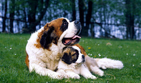 Biggest Saint Bernard